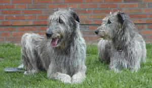 coppia irish wolfhound